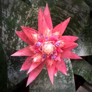 Close-up of wet red flower