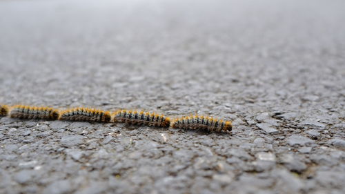 Close-up of caterpillar on road