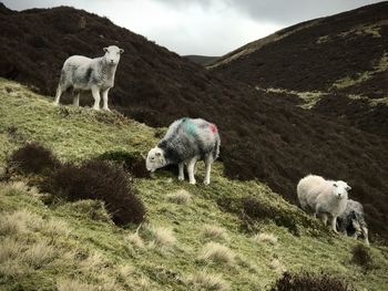 Sheep grazing in a field