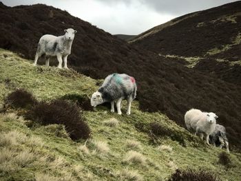 Herdwick sheep grazing, lake district national park, cumbria 