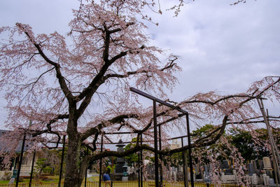 Low angle view of cherry tree against sky