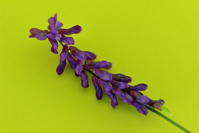 High angle view of flowers against pink background