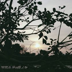 Low angle view of trees against sky