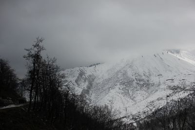 Trees against sky during winter