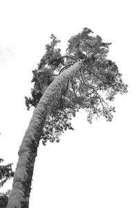 Low angle view of tree against clear sky