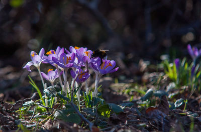 Close-up of purple crocus flowers on field