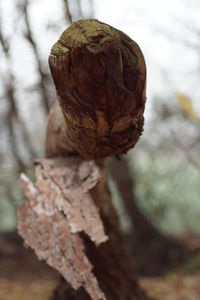 Close-up of dry leaf on tree trunk in forest