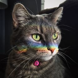 Close-up portrait of a cat