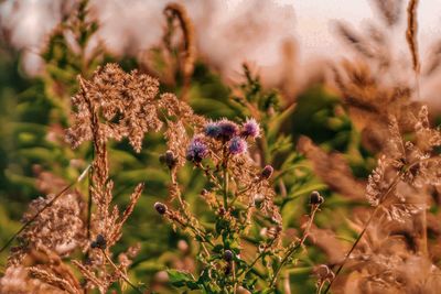 Close-up of insect on purple flowering plant