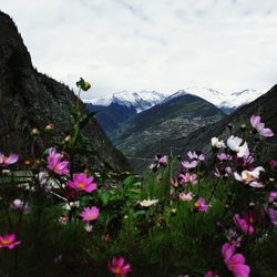 Scenic view of pink and mountains against sky