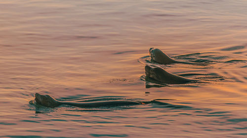 High angle view of seals in water