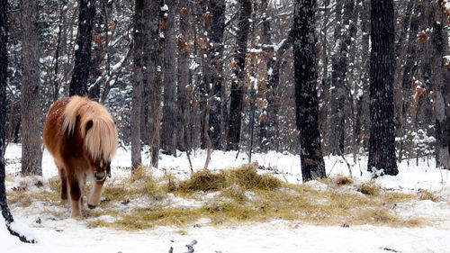 Horse in winter