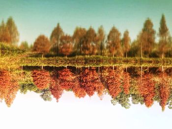 Trees in a row