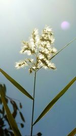 Low angle view of flowers against sky