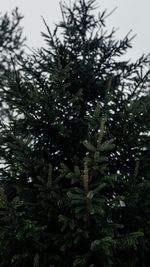 Close-up of pine tree