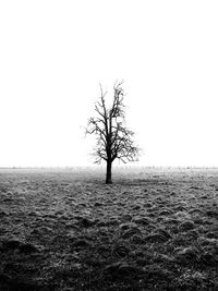 Bare tree on landscape against clear sky