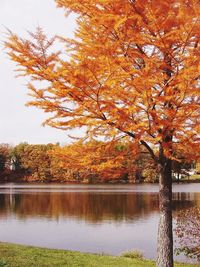 Reflection of trees in water