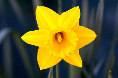 Close-up of yellow daffodil flower