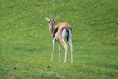 Funny example of gazelle in a grass field, looking into camera