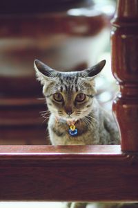 Close-up portrait of a cat