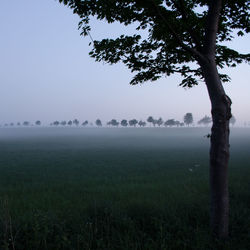 Trees on field against sky