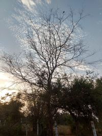 Low angle view of bare trees against sky