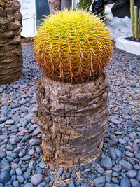 Close-up of cactus