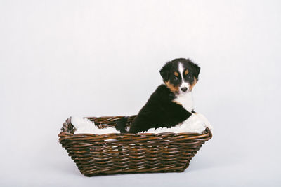 Portrait of dog in basket against white background