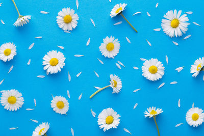 White flowers on blue background