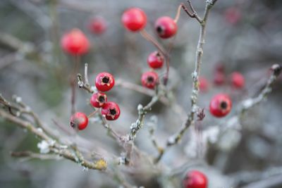 Close-up of red berries growing on tree