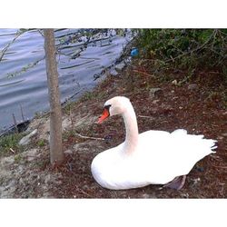 Swan on the lake