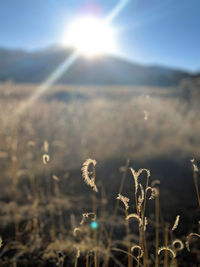 Close-up of plants growing on field against sky on sunny day