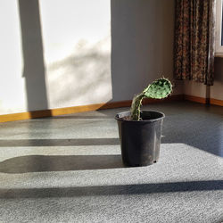 Close-up of potted plant on window sill