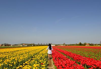 Rear view of woman walking amidst tulip flowers on field against blue sky