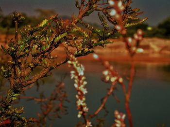 Close-up of plants against blurred background