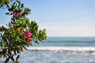 Close-up of plant against sea