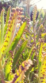 Close-up of wet plants