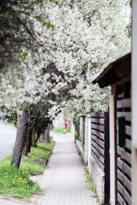 View of cherry blossom from tree