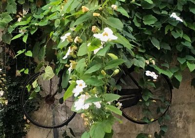 Close-up of flowers on plant