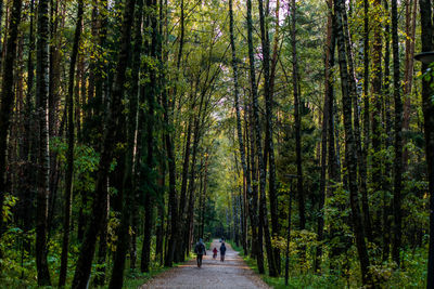 Rear view of people walking on road in forest