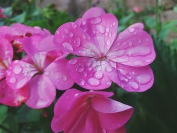 Close-up of wet pink flower