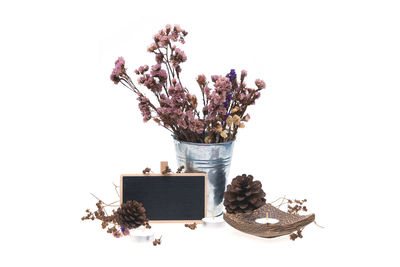 View of potted plant in vase against white background