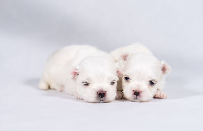 White dog looking away