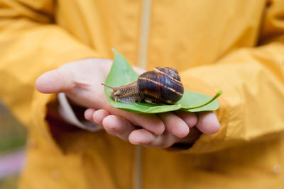 Close-up of snail on hand