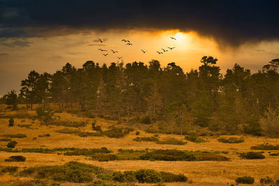 Flock of birds flying in the sky