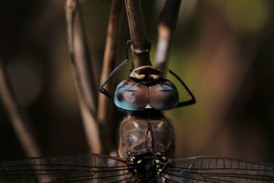 Close-up of dragonfly on twig