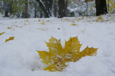 Close-up of yellow maple leaf on snow