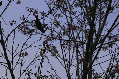 Low angle view of deer on tree against sky