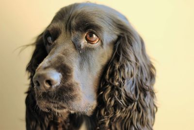 Close-up portrait of dog against white background