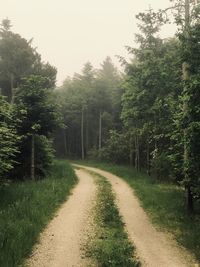 Road amidst trees in forest against sky